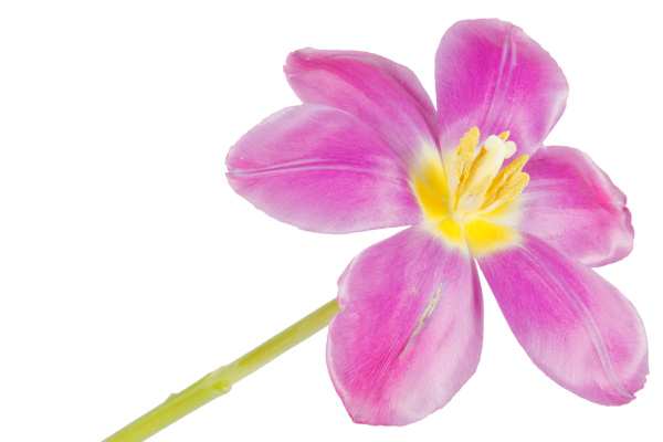 flower lilac tulip