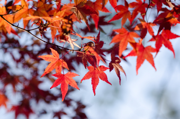 japanese maple in autumn
