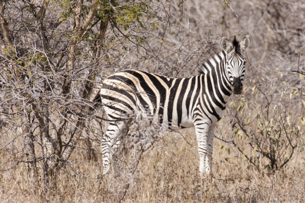 steppe zebra equus quagga