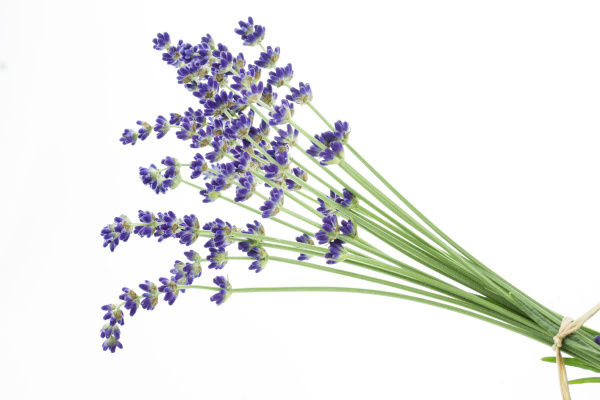 lavender bunch on white background