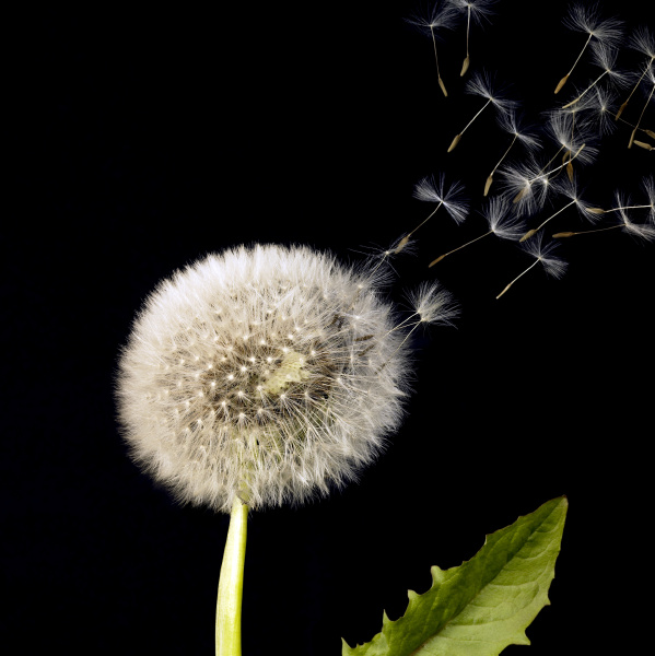 blowball and flying dandelion seeds