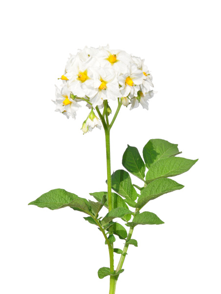potato blossom