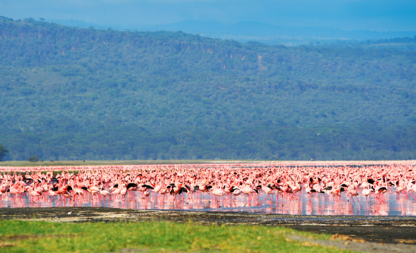 african flamingos