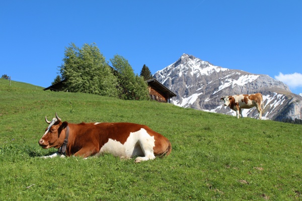 fleckvieh cattle in the bernese oberland