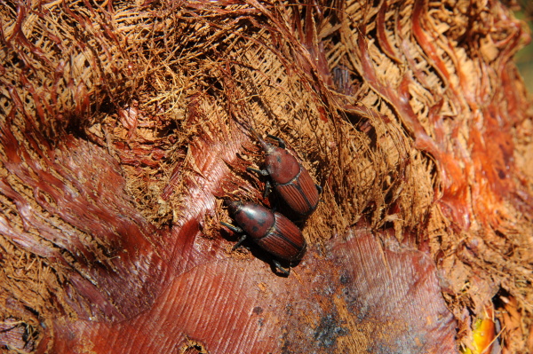 picudo rojo rhynchophorus ferrugineus