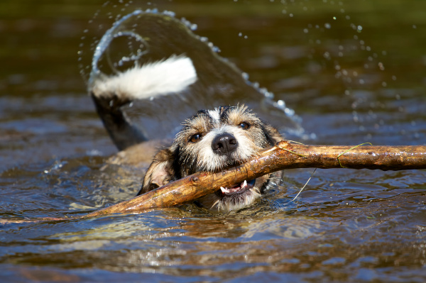 dog with stick in the water