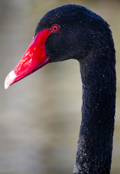 black swan cygnus atratus