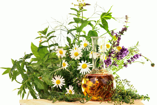 herbs and medicinal plants homeopathy