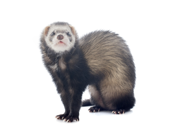 brown ferret - Royalty free image #10336479 | PantherMedia Stock Agency