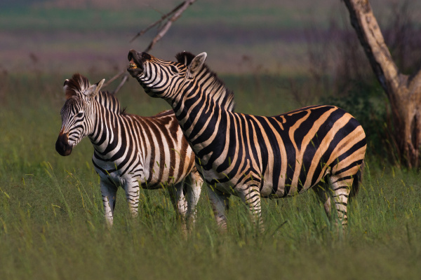 burchells zebra standing