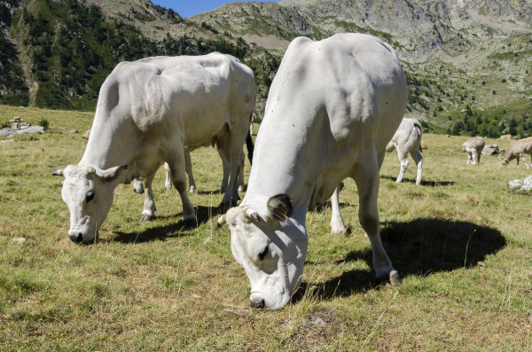 grazing cows