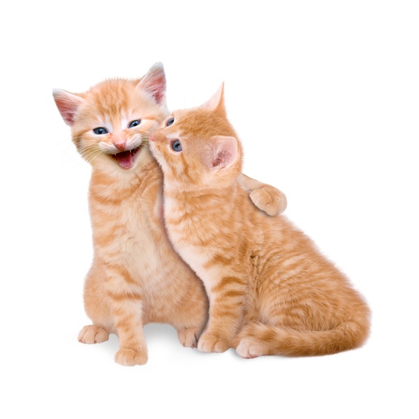 two cats in love