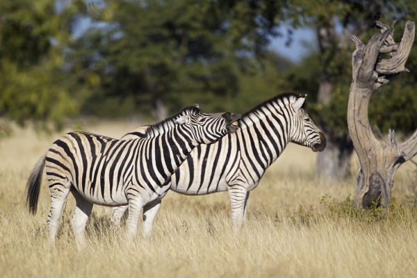 plains zebra common zebra