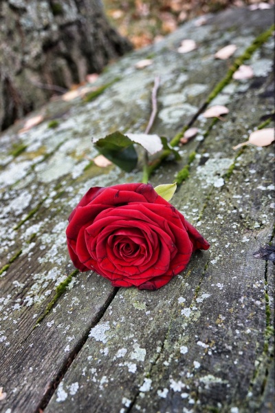 rose on stone