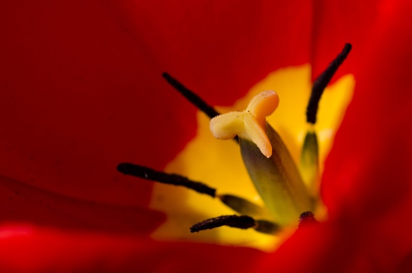 nature abstract tulip stamen