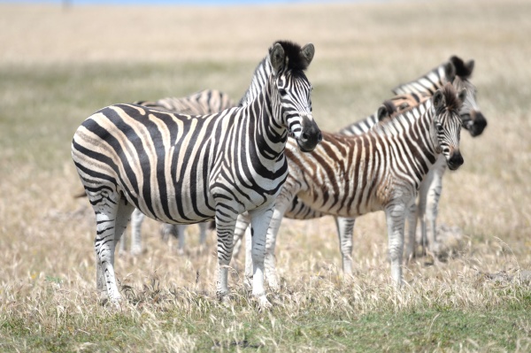 wild zebra