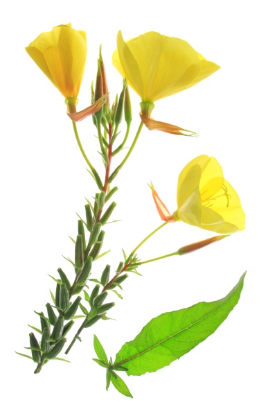 common evening primrose oenothera biennis