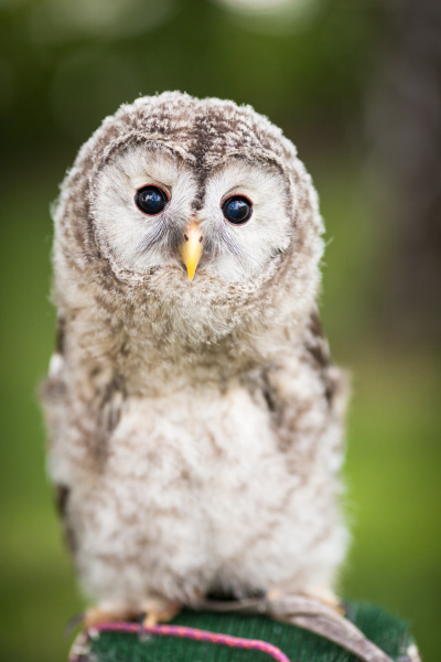 close up of a baby tawny