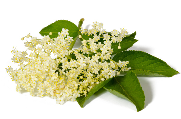 elder