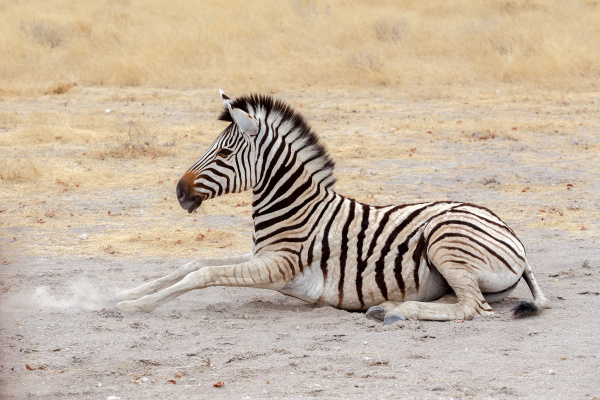 lying small zebra in african bush