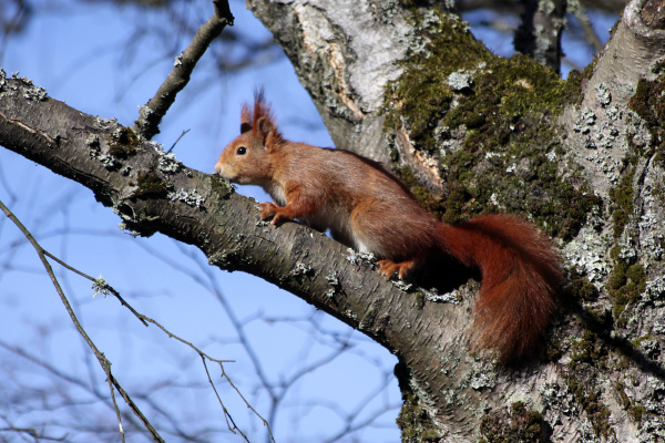 squirrel in a tree