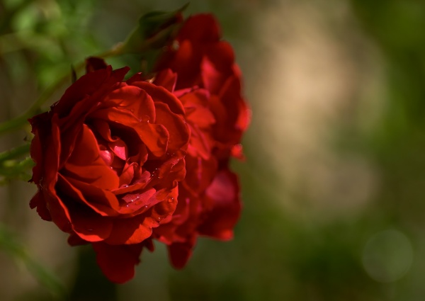 rose roses blossom flowers flower red