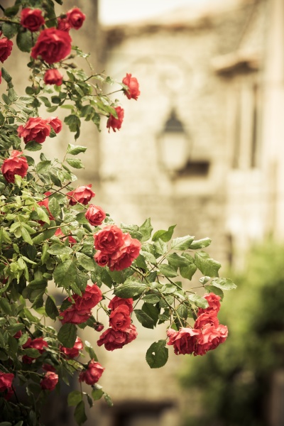 rose roses rank roses ranke decoration