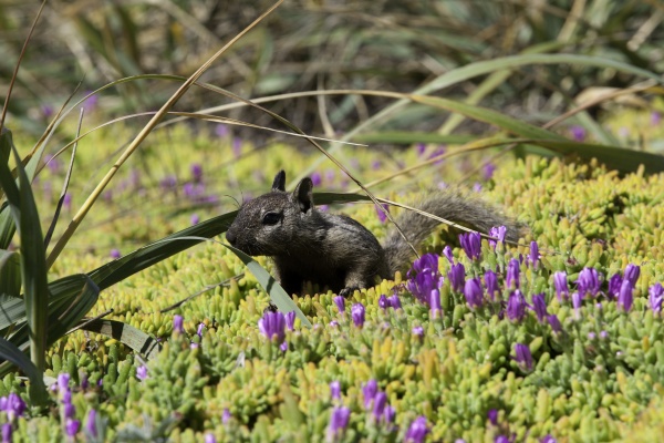 california ground squirrel