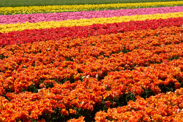 background of tulips field different colors
