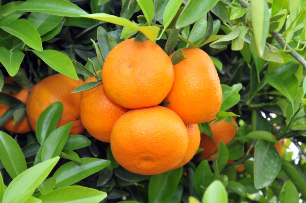 ripe oranges on the tree with