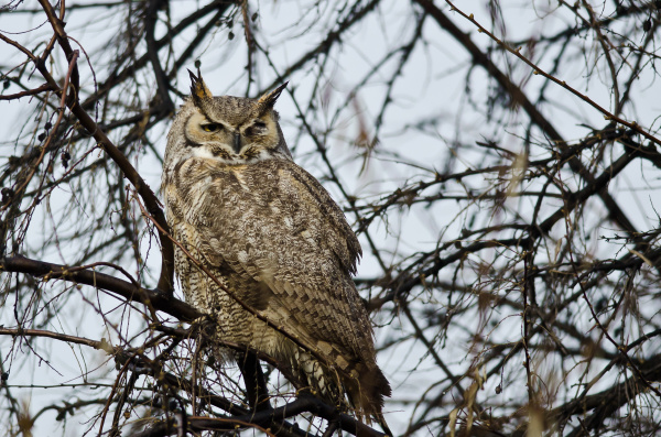 great horned owl perched in a