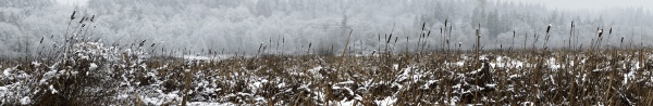 winter marsh panorama