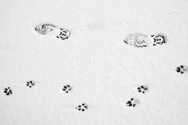 dog and human footprints on a