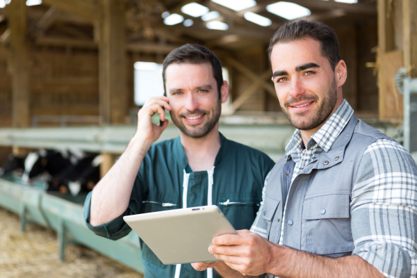 Farmer And Veterinary Working Together In A Barn - Stock Photo ...