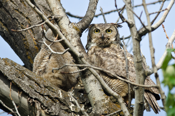 great horned owl making direct eye