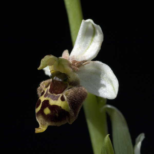 hummel ragwurz ophrys holoserica
