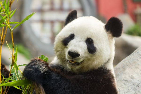 Hungry giant panda bear eating bamboo - Royalty free image #14449149 |  PantherMedia Stock Agency