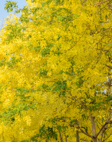 Golden Shower Tree Bloom Asian Tree Stock Photo 1073477963