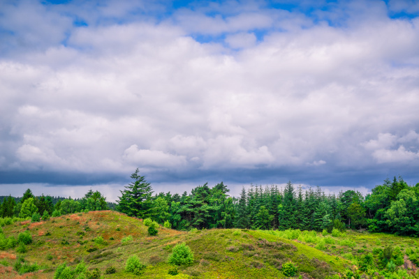 cloudy weather over green trees