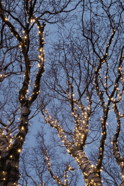 Illuminated tree - Stock Photo #14884475 | PantherMedia Stock Agency