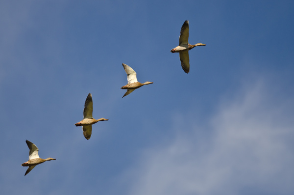 flock of mallard duck flying