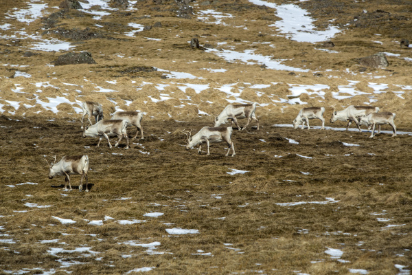 herd of reindeer in iceland