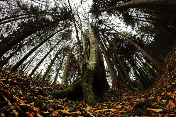 wide angle view of a forest