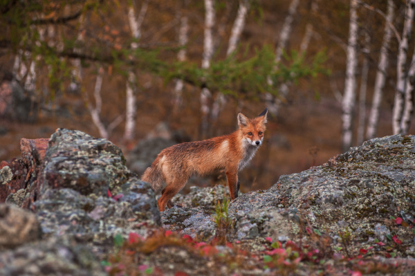 Red fox in taiga - Royalty free image #15083595 | PantherMedia Stock Agency