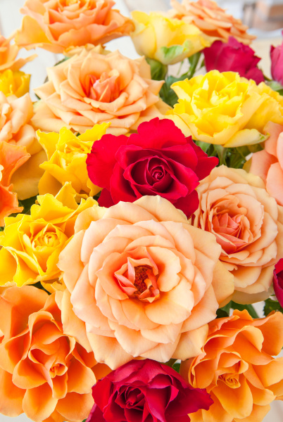 colorful roses