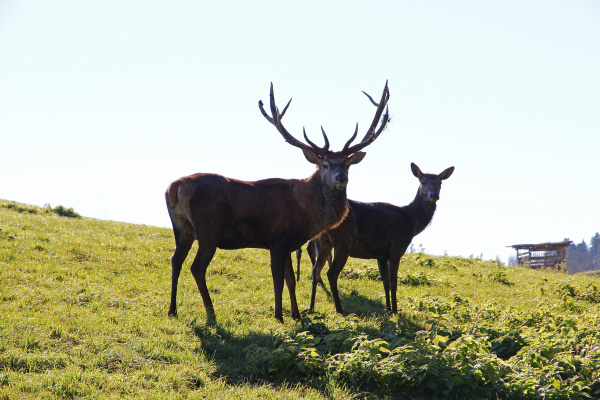 a red deer with a deer
