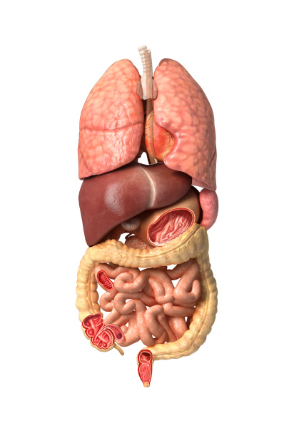 Human male anatomy internal organs alone full - Stock Photo - #15523411