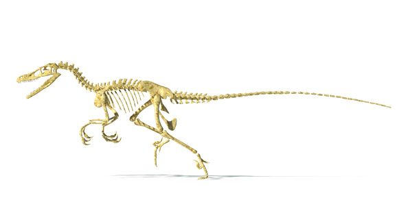 dinosaur full skeleton