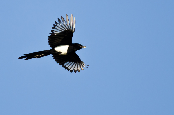 black billed magpie flying