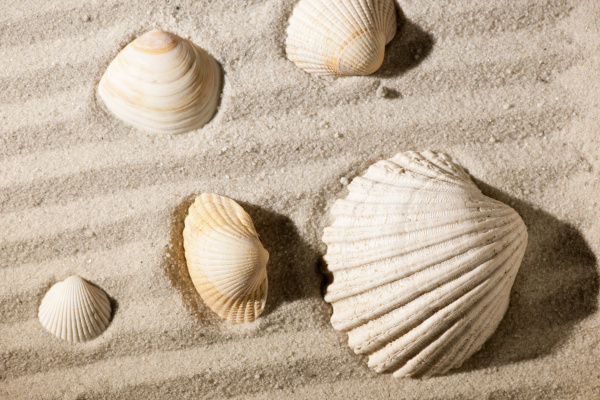 five shells on sand